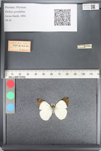 Media type: image;   Entomology 131566